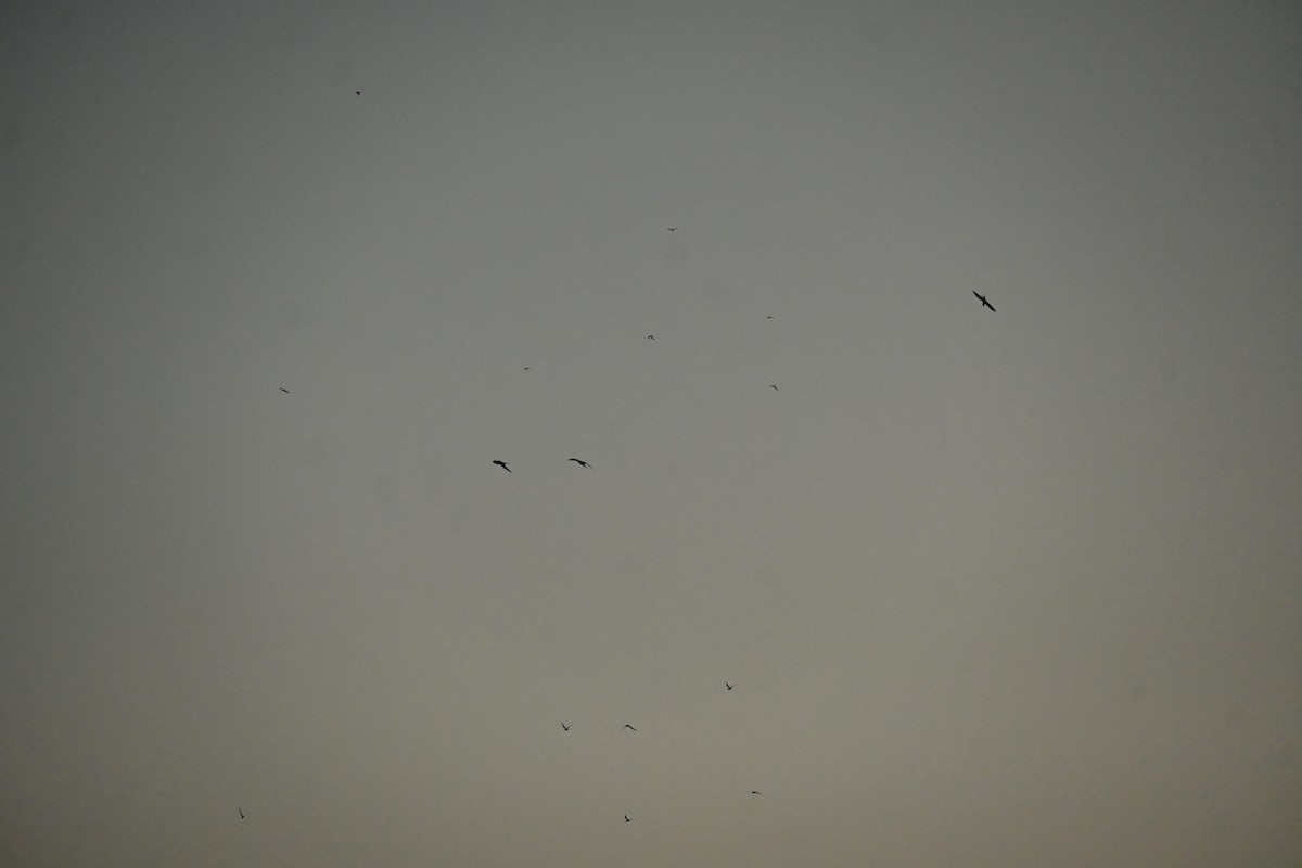 River Tern - ML646799351