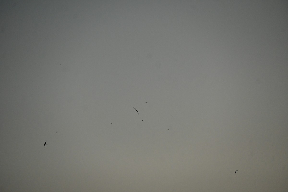 River Tern - ML646799352