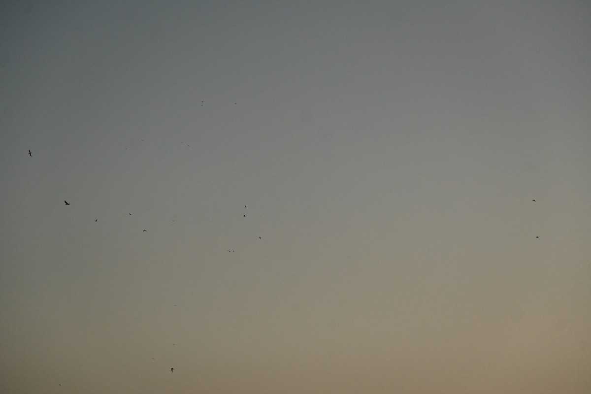 River Tern - ML646799353