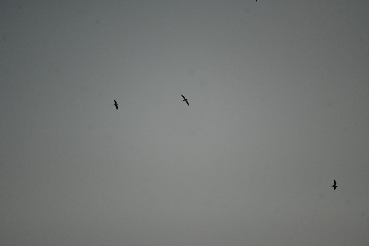 River Tern - ML646799354