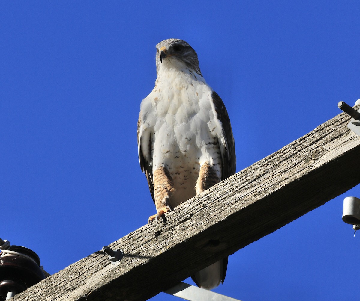 Ferruginous Hawk - ML646799358