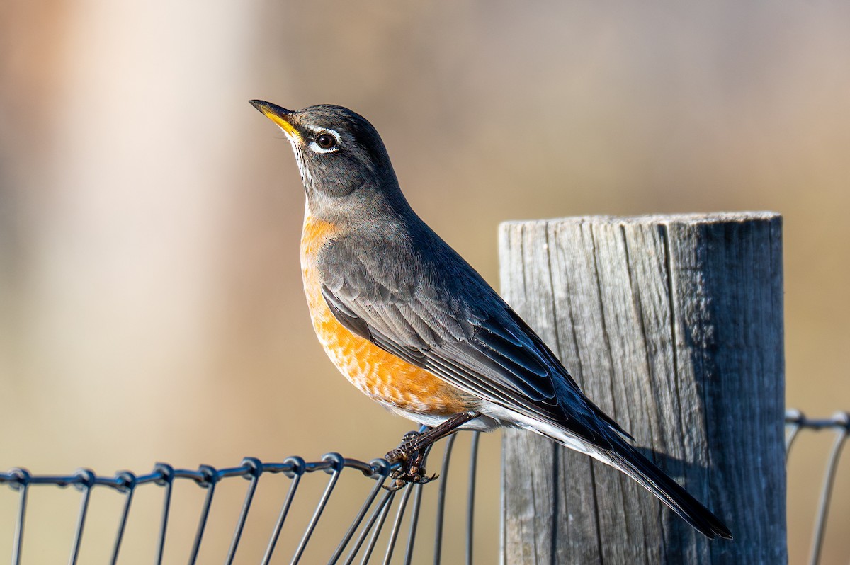 American Robin - ML646799359