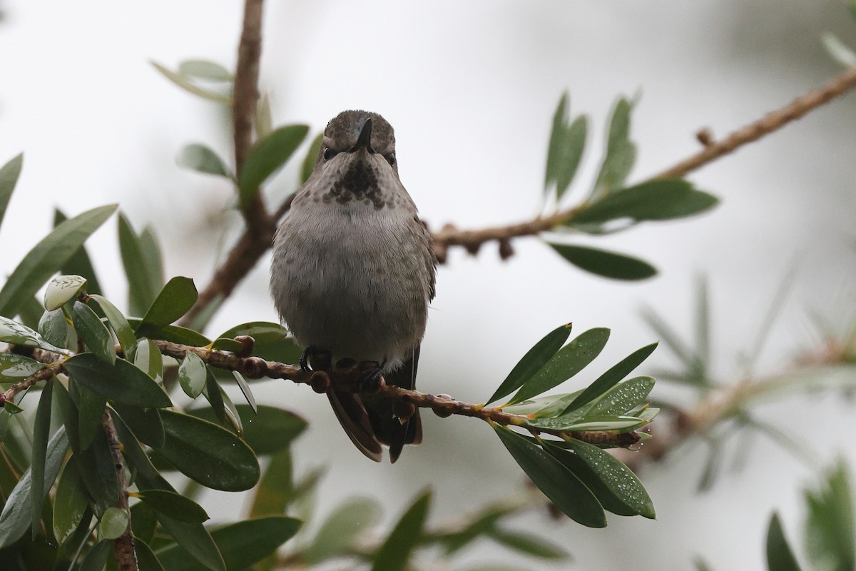 Anna's Hummingbird - ML646799361