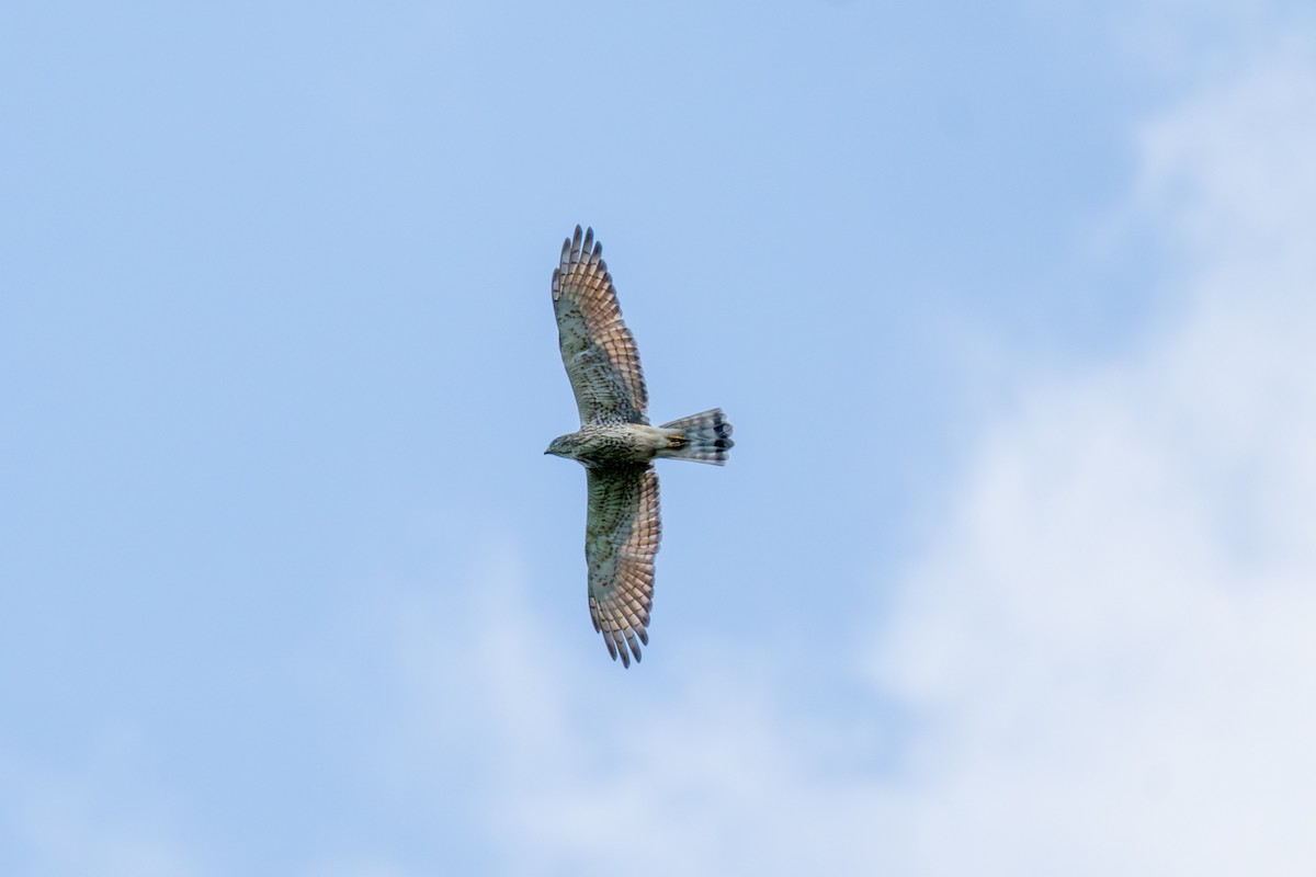 Gray-faced Buzzard - ML646799363