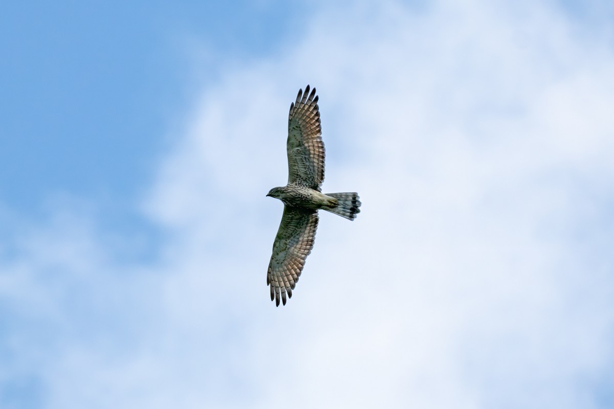 Gray-faced Buzzard - ML646799364