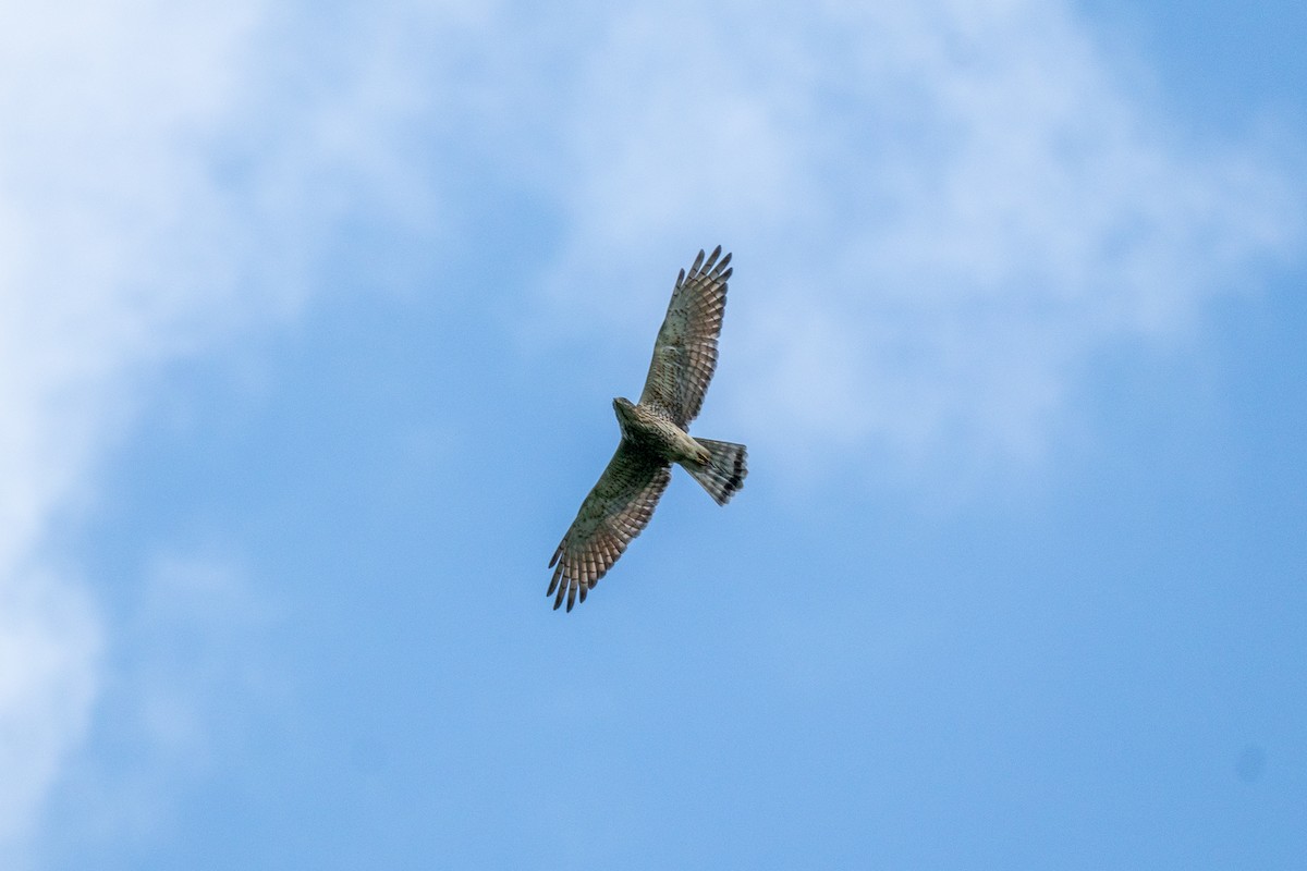 Gray-faced Buzzard - ML646799365