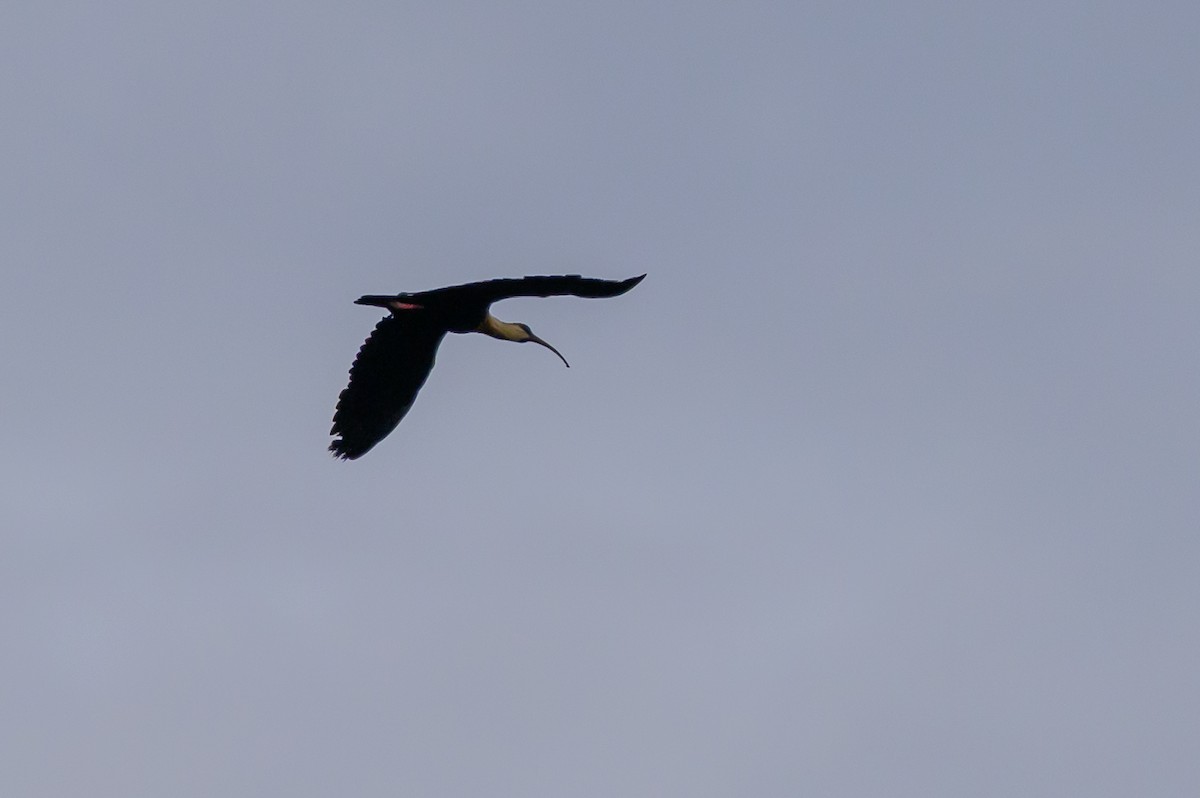 Buff-necked Ibis - ML646799367