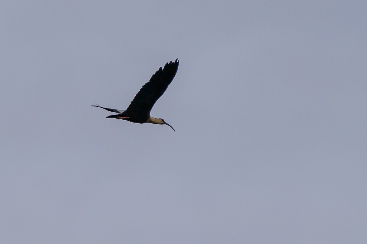 Buff-necked Ibis - ML646799368