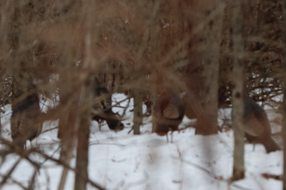 Wild Turkey - ML646799370