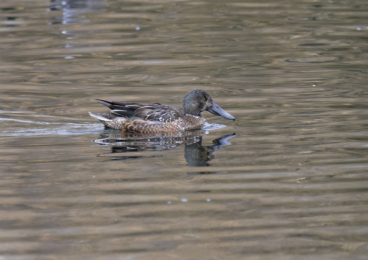 Ahate mokozabal zuria - ML646799371