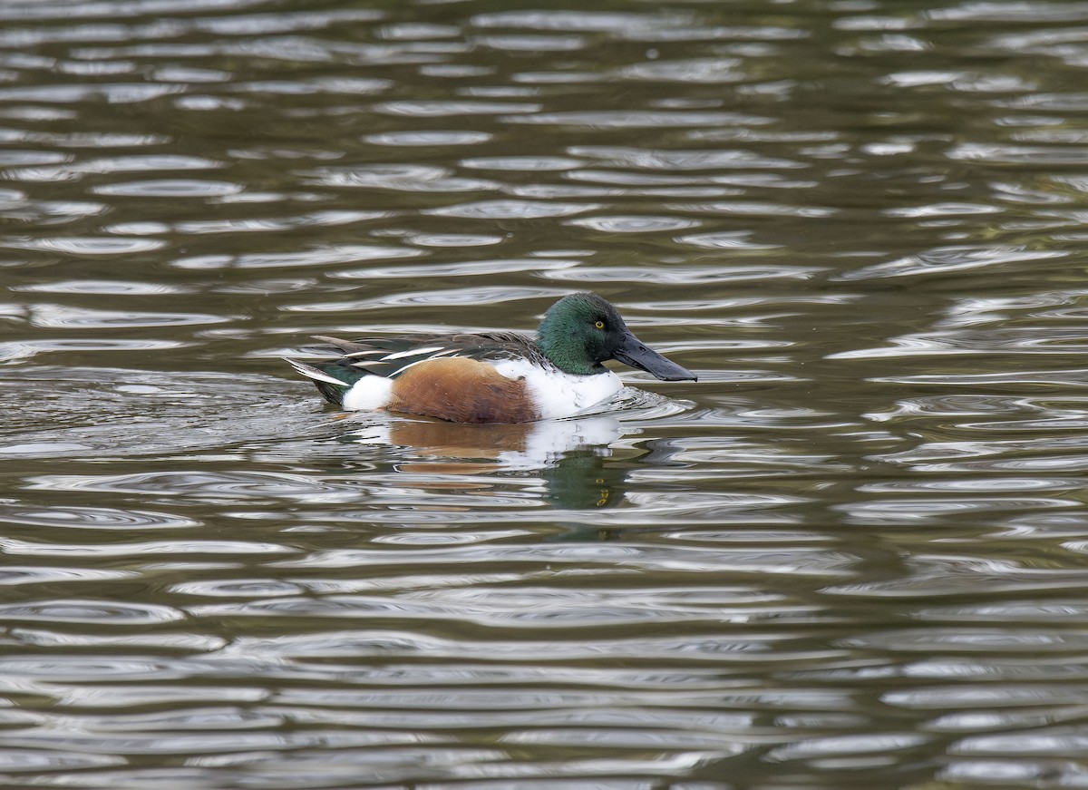 Ahate mokozabal zuria - ML646799372