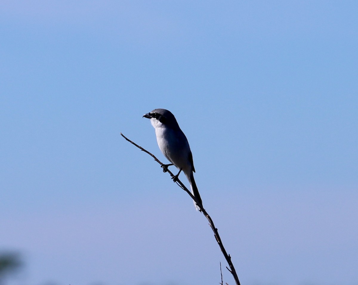 Loggerhead Shrike - ML646799374