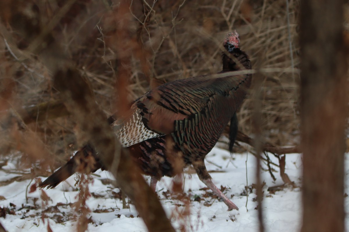 Wild Turkey - ML646799375