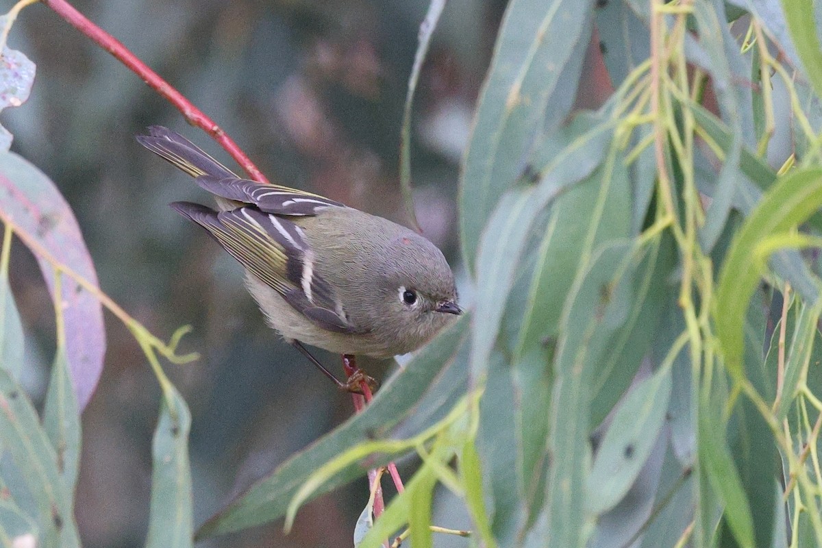 Ruby-crowned Kinglet - ML646799376