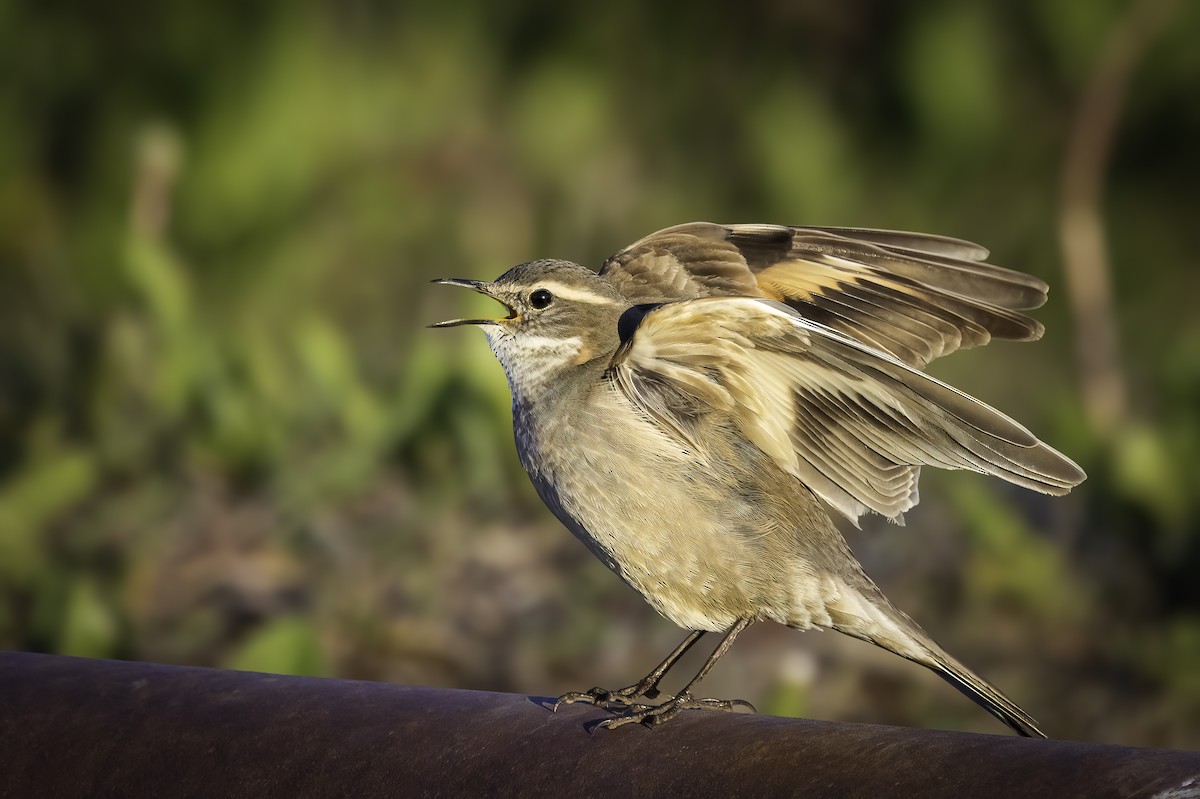 Трясохвіст смугастокрилий - ML646799377