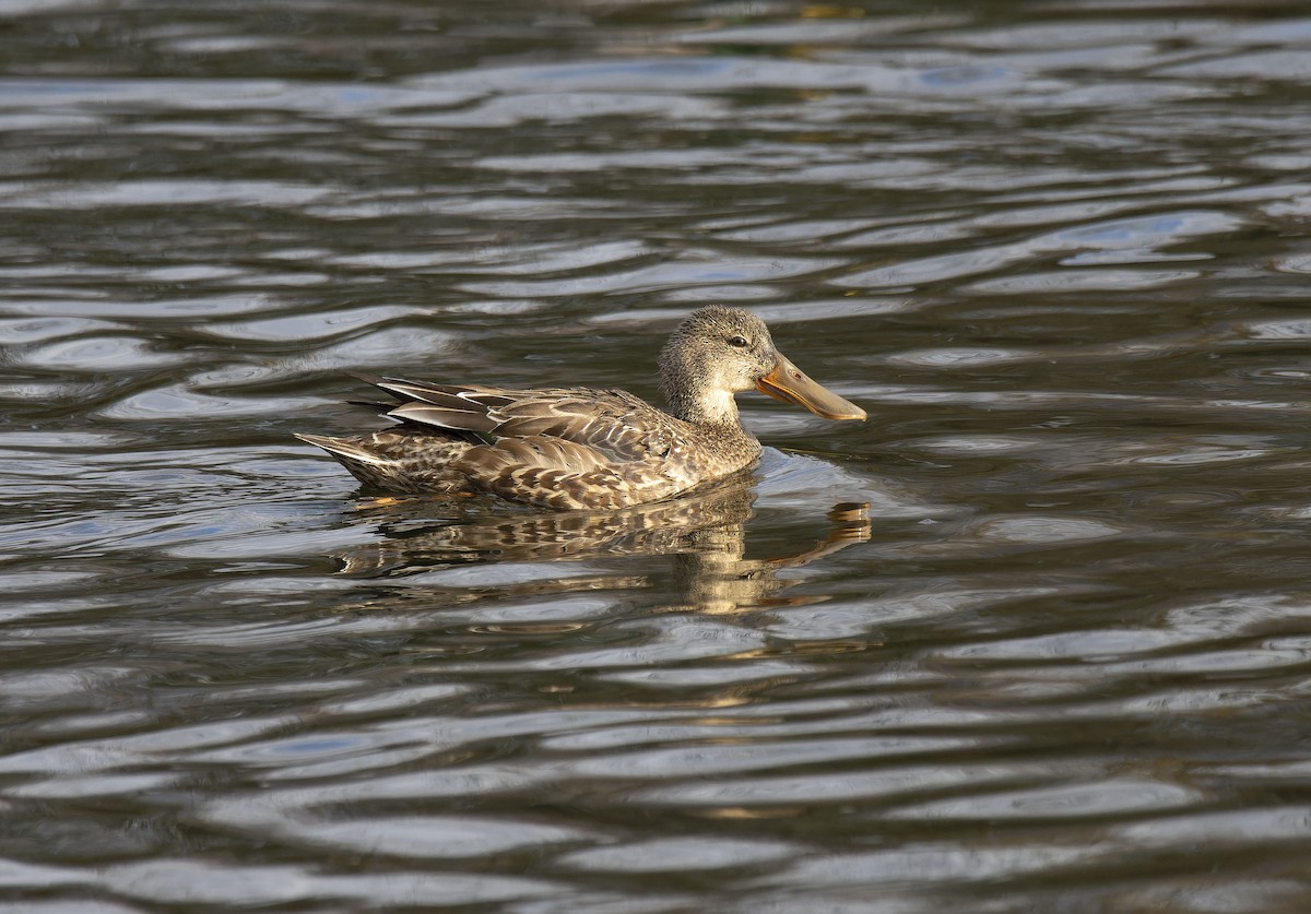 Ahate mokozabal zuria - ML646799378