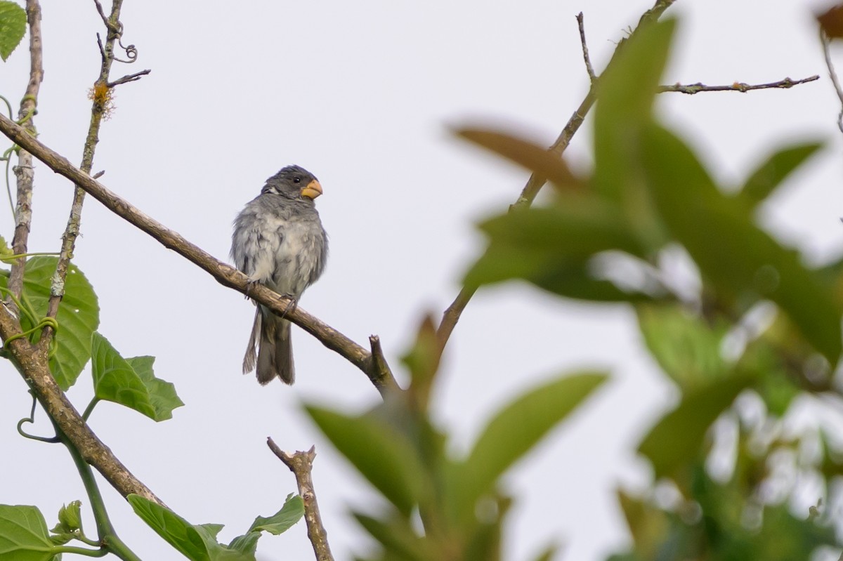 Gray Seedeater - ML646799379