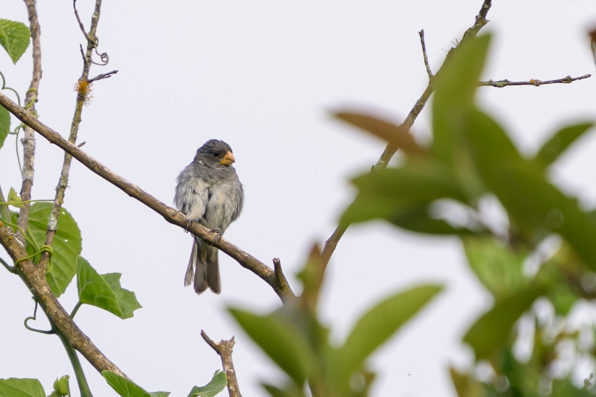 Gray Seedeater - ML646799380