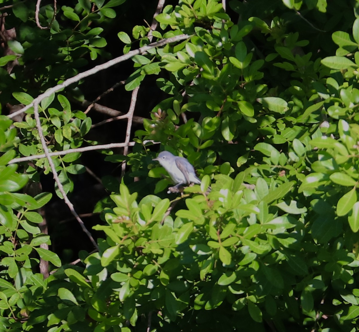Blue-gray Gnatcatcher - ML646799381