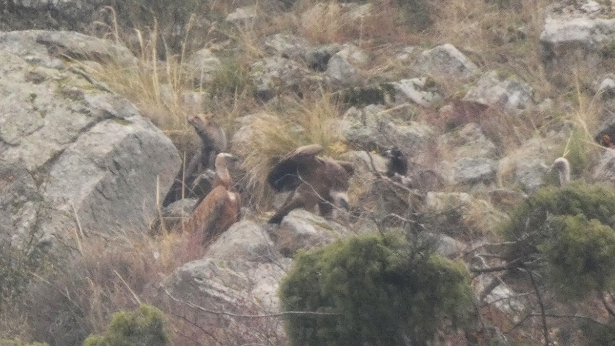 Iberian Red Fox - ML646799382