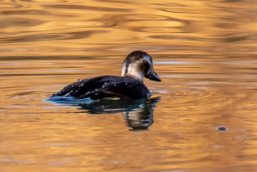 Long-tailed Duck - ML646799385