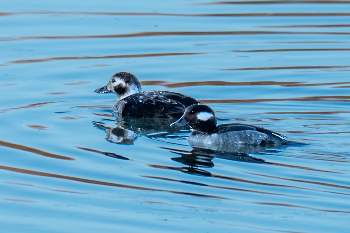 Long-tailed Duck - ML646799386