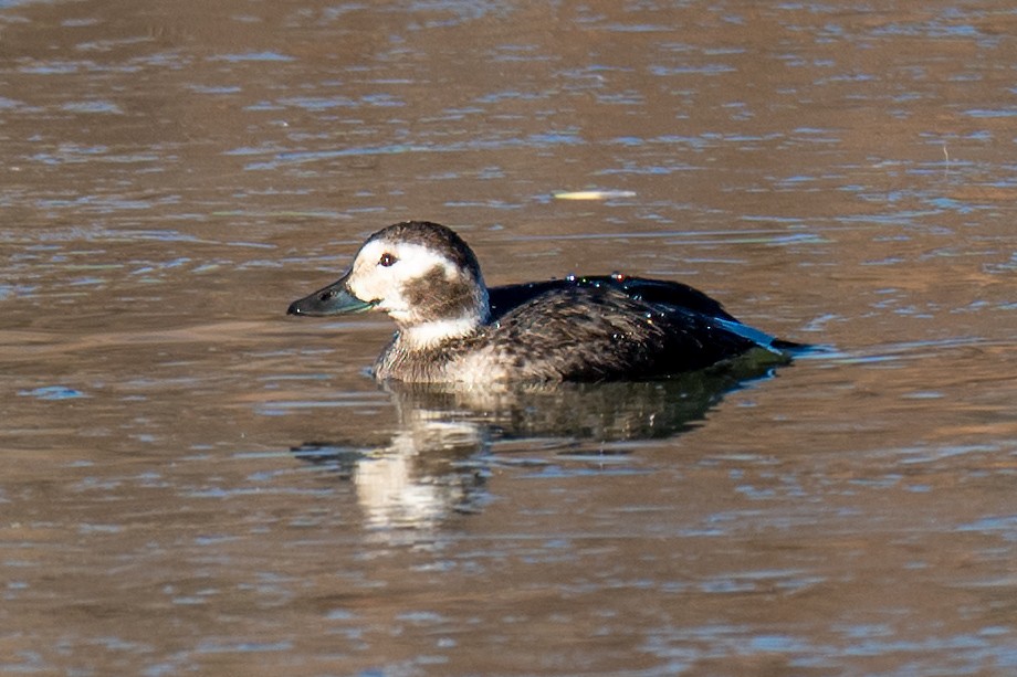 Long-tailed Duck - ML646799387