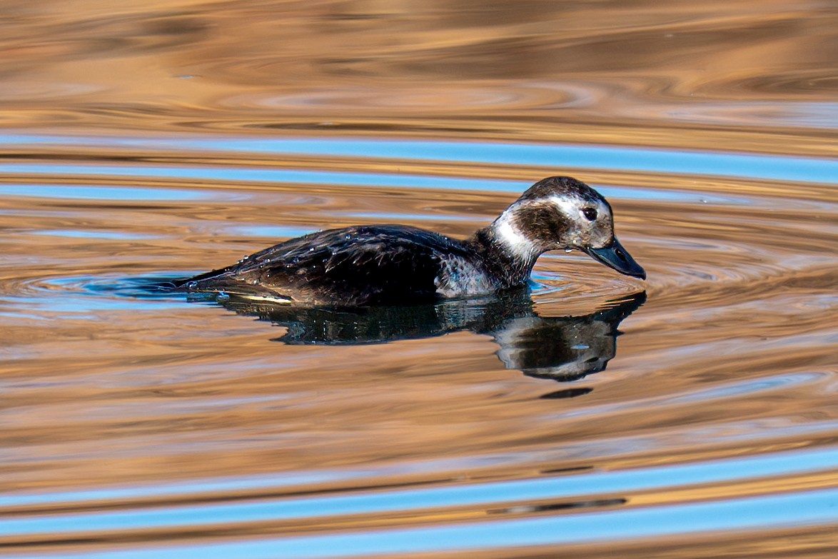 Long-tailed Duck - ML646799388
