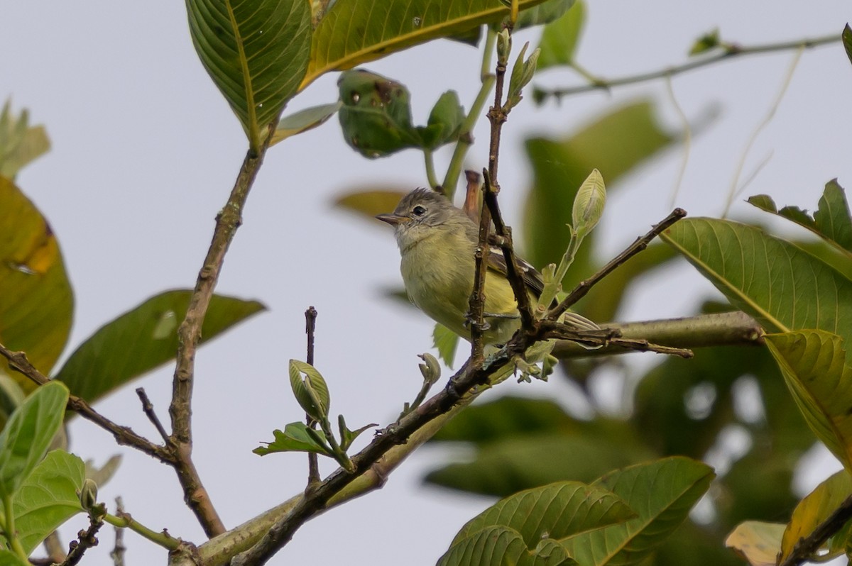 Southern Beardless-Tyrannulet - ML646799392