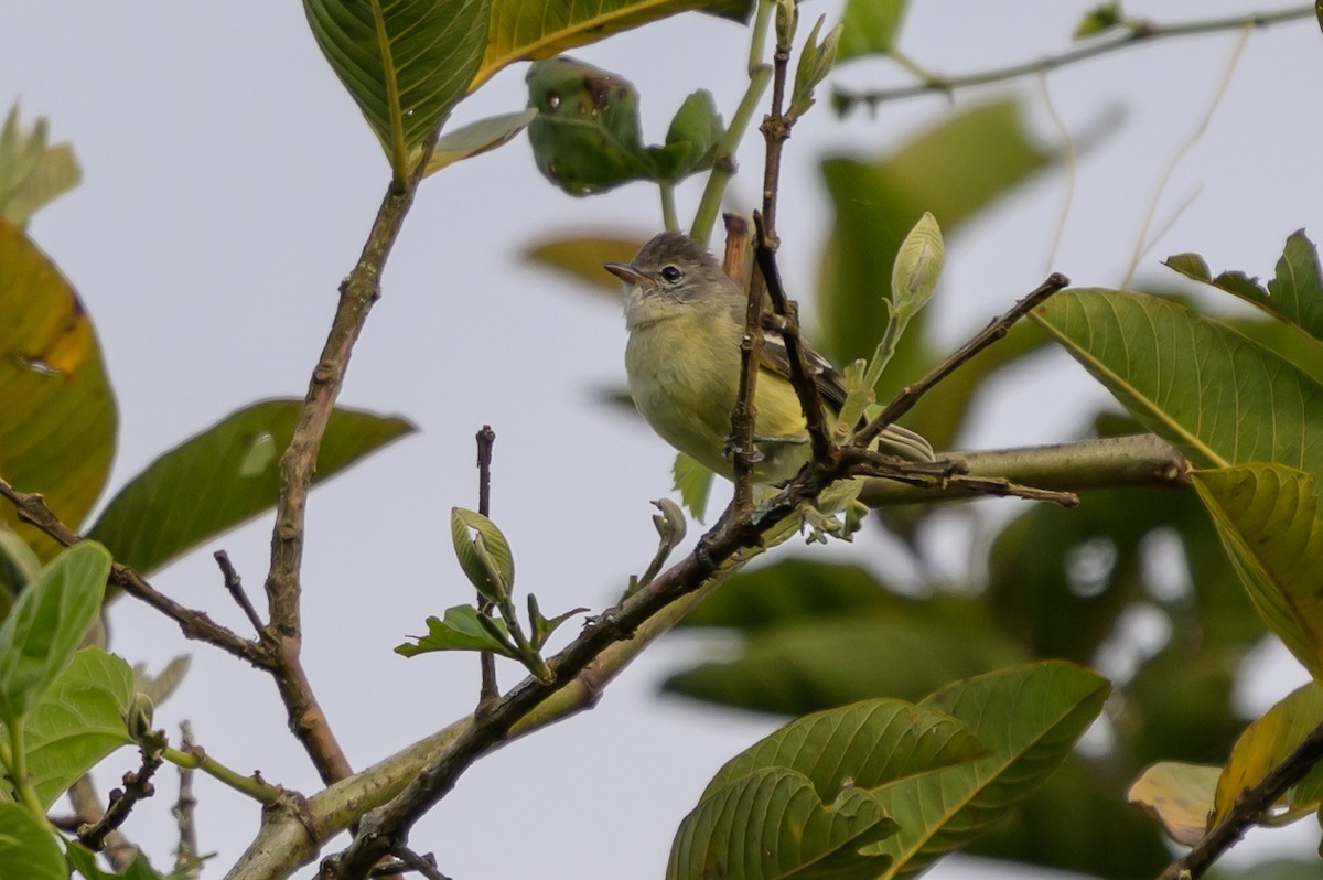 Southern Beardless-Tyrannulet - ML646799393