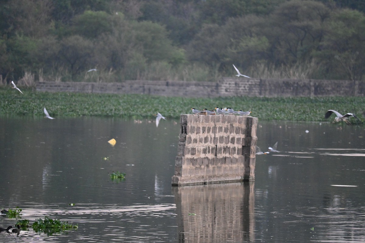 River Tern - ML646799395