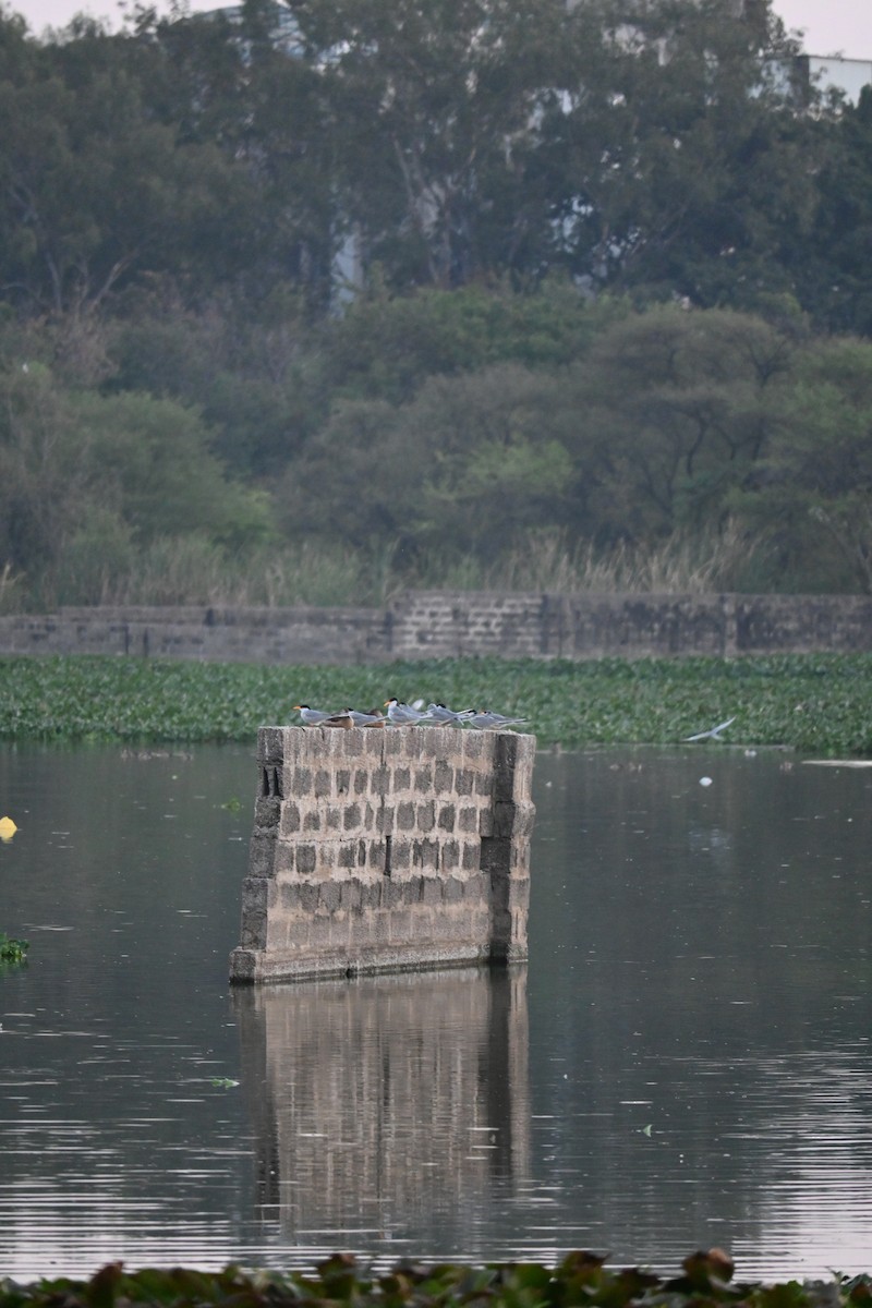 River Tern - ML646799396