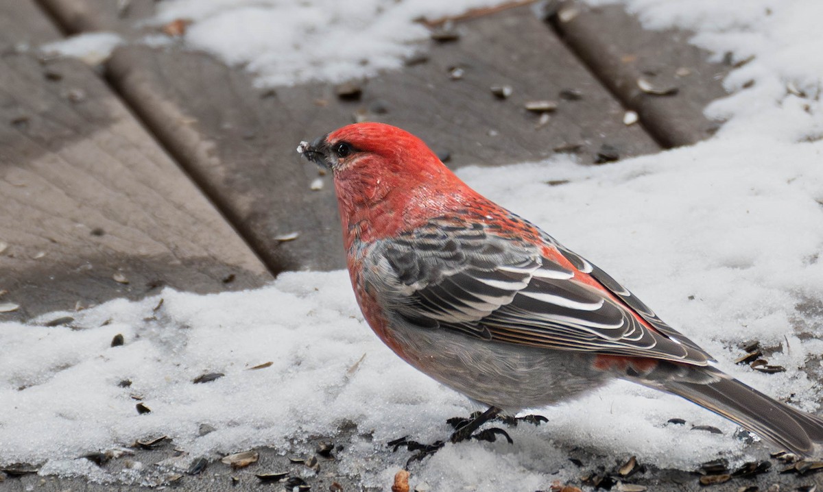 Hakengimpel - ML646799397