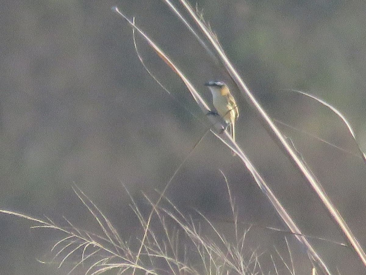 Sharp-tailed Tyrant - ML646799398