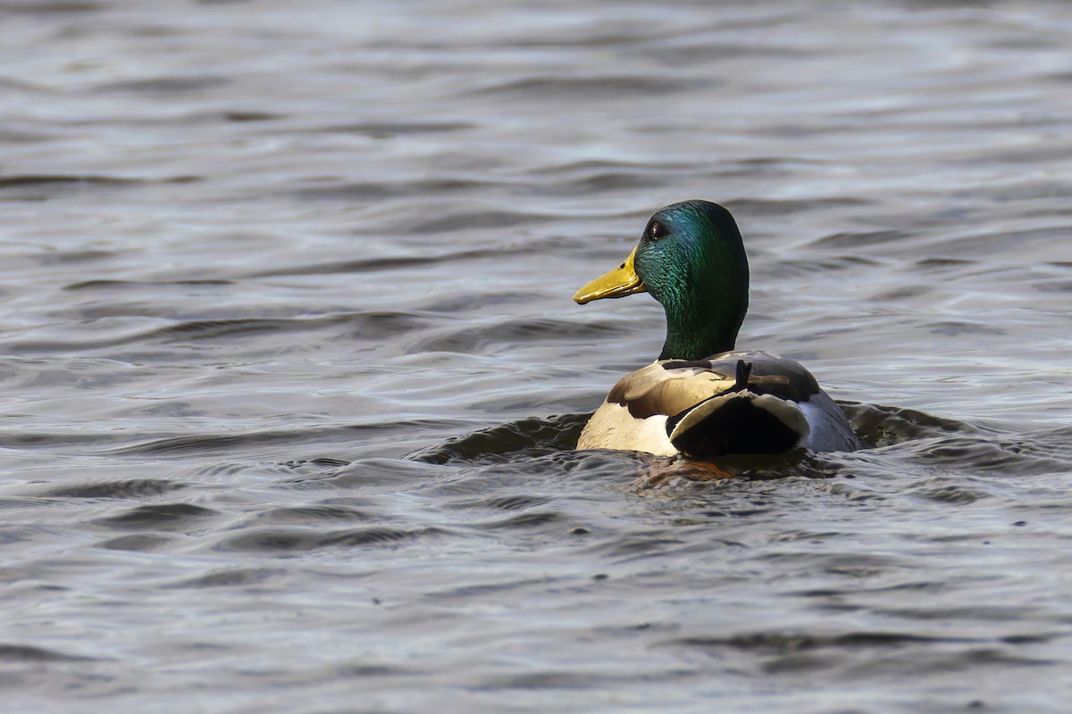 Mallard - ML646799400