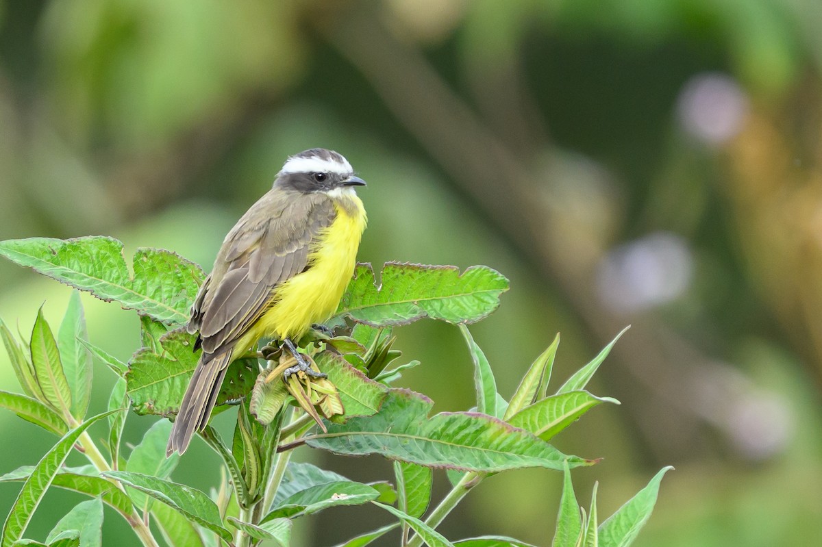Bienteveo Sociable - ML646799401