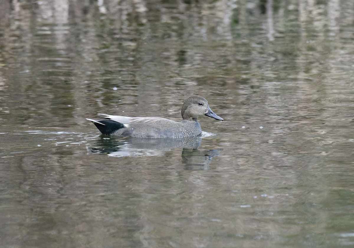 Ipar-ahatea - ML646799403