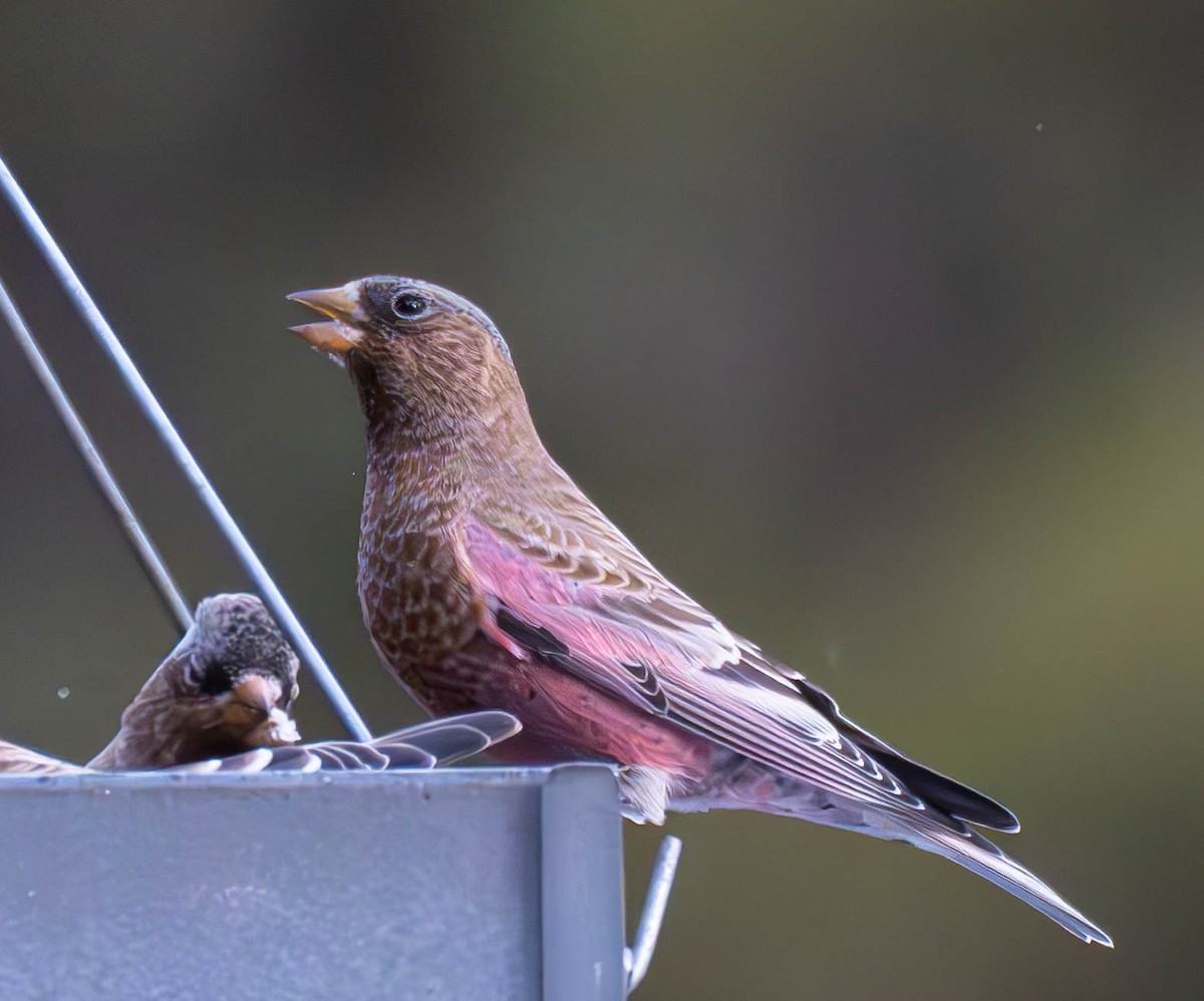 Brown-capped Rosy-Finch - ML646799404