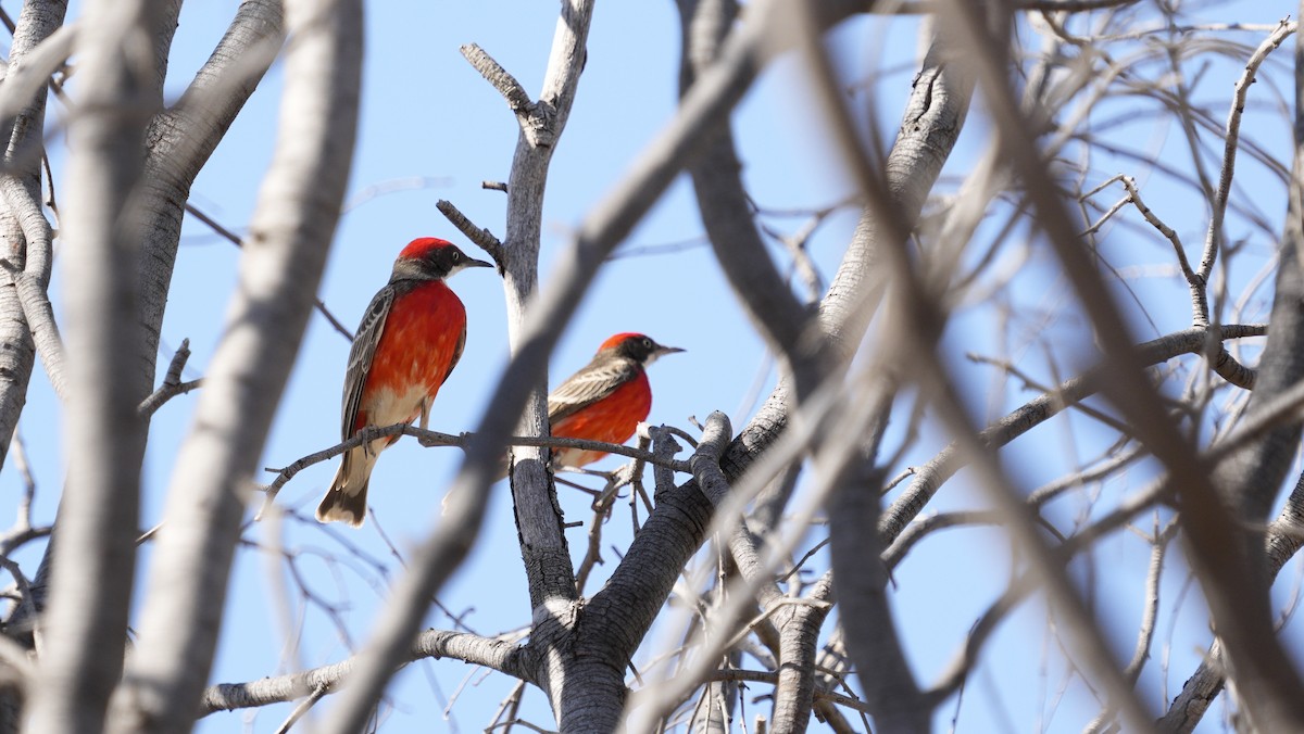 Crimson Chat - ML646799405