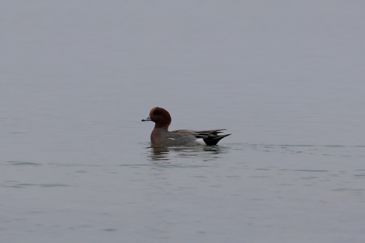 Eurasian Wigeon - ML646799408