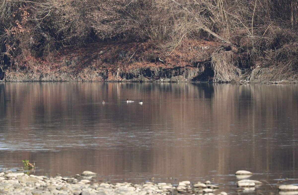 Common Merganser - ML646799409