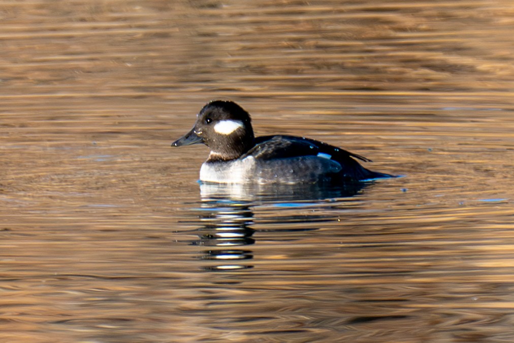 Bufflehead - ML646799411