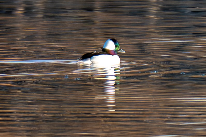 Bufflehead - ML646799412