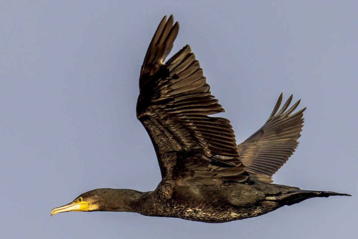 Большой баклан - ML646799413