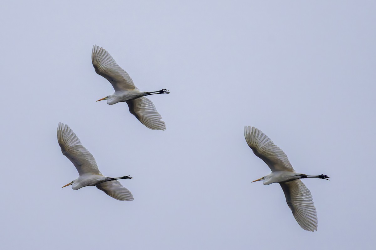 Большая белая цапля - ML646799417