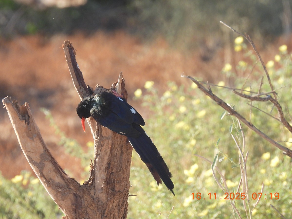 Green Woodhoopoe - ML646799418