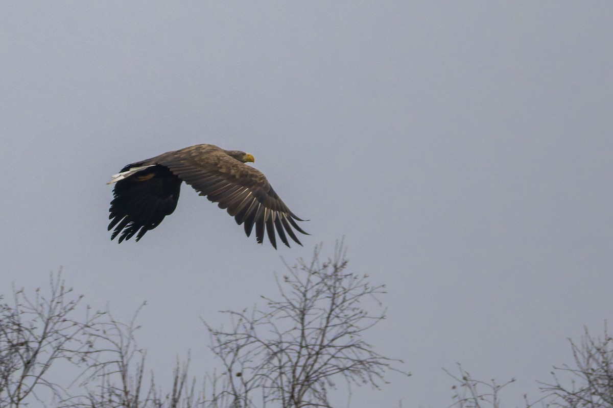White-tailed Eagle - ML646799419