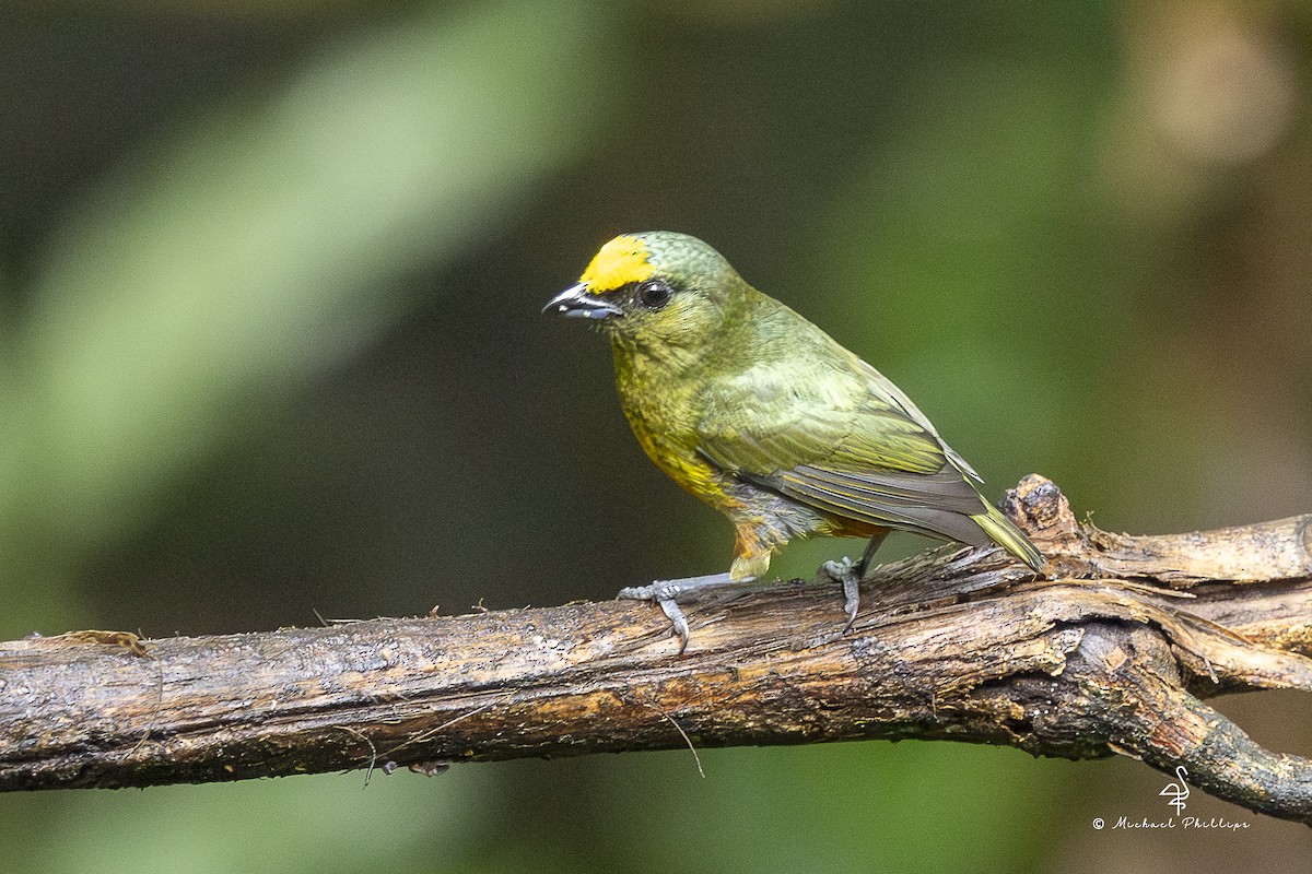 Olive-backed Euphonia - ML646799420