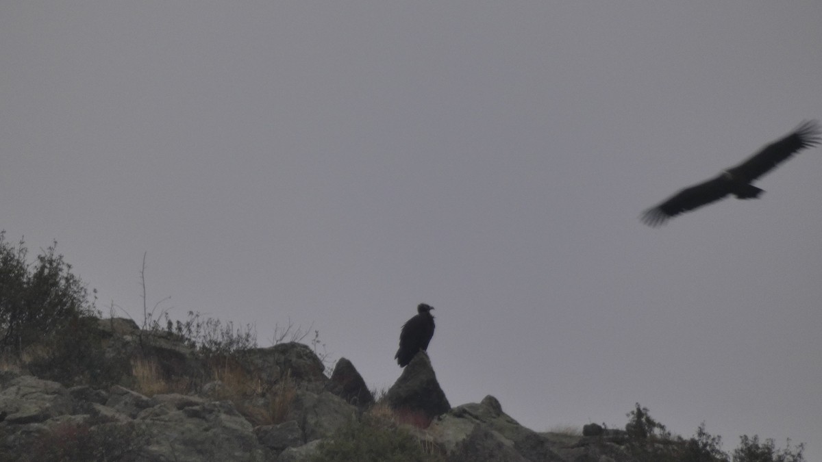 Cinereous Vulture - ML646799421