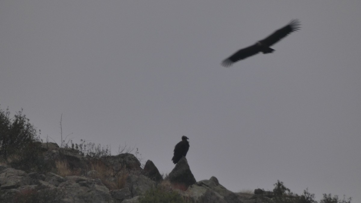 Cinereous Vulture - ML646799422